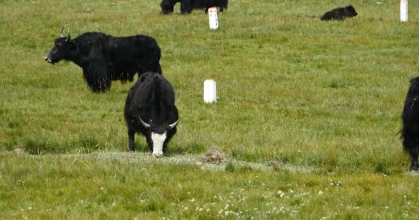 4k un troupeau de yak sur le plateau des Prairies, Chine . — Video