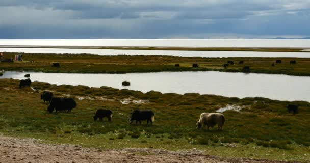 チベットの湖ナムツォ、牧童テント、牛のグループ寝返り 4 k 雲の質量. — ストック動画