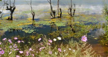 4 k pembe evren bipinnatus, solmuş deniz, dağ ve bulut gölde yansıtacak.