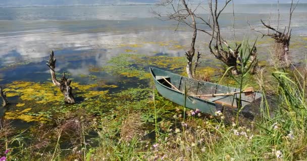 4 k rosa cosmos bipinnatus, vissnade i vatten, berg & molnet reflektera över sjön. — Stockvideo