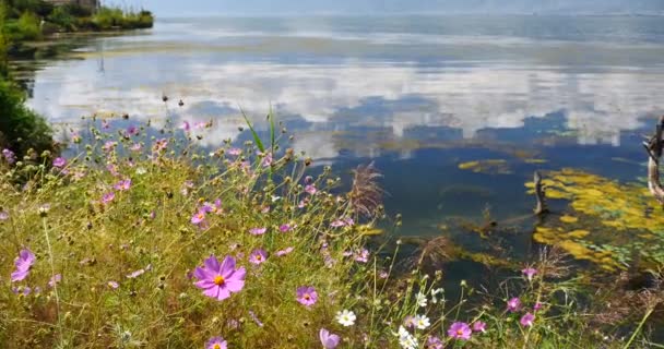 4 k roze Cosmea, verdord in water, berg & wolk nadenken over lake. — Stockvideo