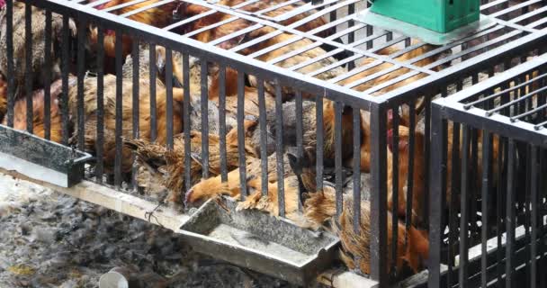 4k group chicken in cage, shangri-la market,yunnan china. — Stock Video