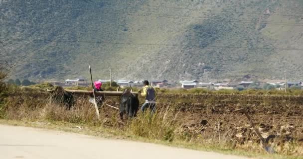 Kina-Sep 08, 2016:4 k tibetanska människor använder starka yak åkermark landa i shangrila yunnan, Kina. — Stockvideo