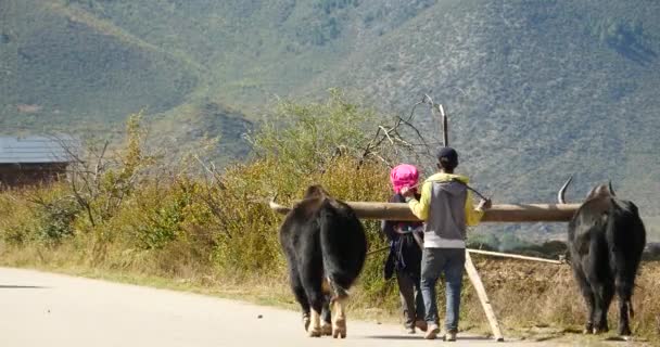 China-sep 08.2016: 4k tibetische leute fahren yak & rinder aufs feld, shangrila yunnan, china. — Stockvideo