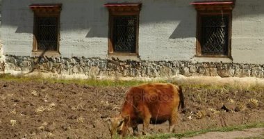 4 k yak alan, shangrila yunnan, Çin.