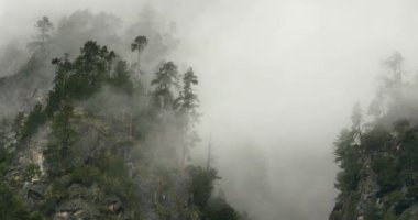 4 k timelapse dağ sis sabah yükselen sis ağaçlar, Bomi İlçesi, tibet.
