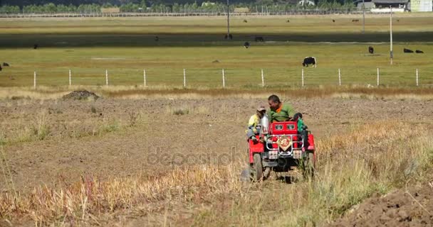 China-Sep 08.2016: 4k tibetische Menschen nutzen Ackerland mit Traktoren in Shangrila Yunnan, China. — Stockvideo