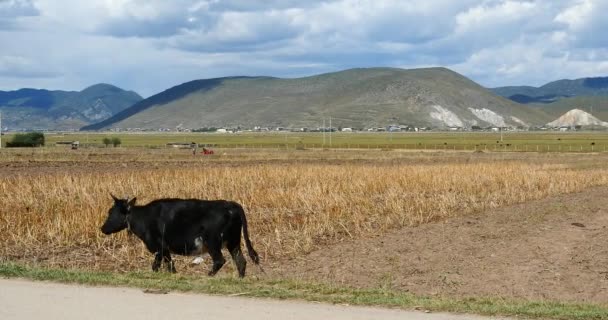 4k yak passeio na terra que após a colheita em shangrila yunnan, china . — Vídeo de Stock