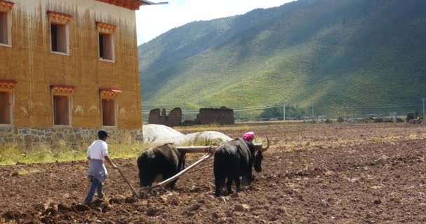 中国 9 月 08、2016:4 k チベット人の人々 の使用中国雲南省シャングリラで強力なヤクの農耕地の土地. — ストック動画