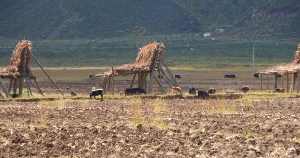 4k yak stroll on the land that After harvesting in shangrila yunnan,china. — Stock Video