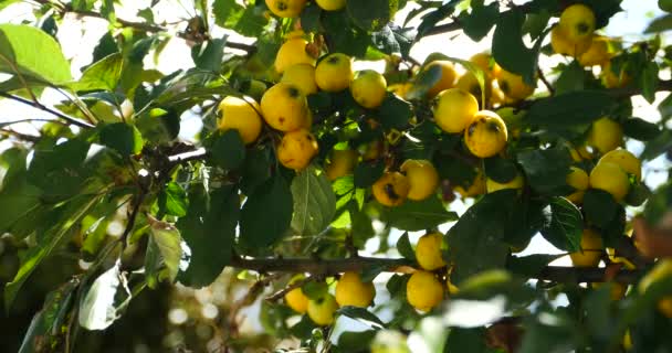 4 k fruitboom onder zon. — Stockvideo