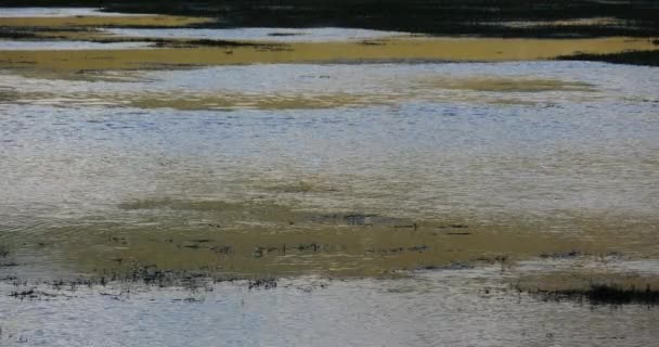 Nuvens 4k refletem no lago, pântanos Napahai Shangri-La, china . — Vídeo de Stock