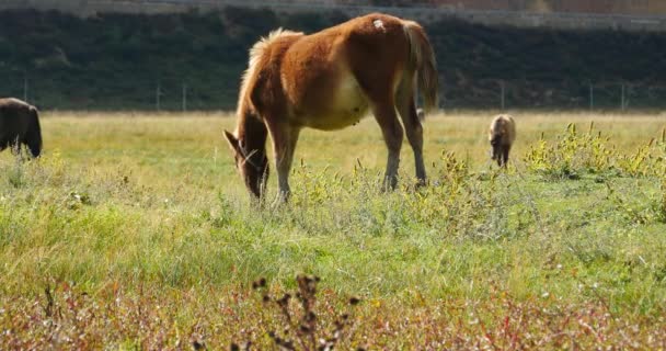 4 k paard grazen op het grasland, shangri-la yunnan, china. — Stockvideo