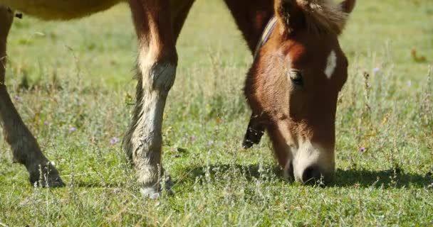 4k cavalo pastando nas pastagens, shangri-la yunnan, china . — Vídeo de Stock