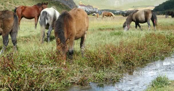 4 k horse βοσκής για τις χορτολιβαδικές εκτάσεις, shangri-Λα yunnan, Κίνα. — Αρχείο Βίντεο