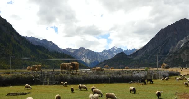 4k овец пасутся на прериях, облака массово катятся над снежными горами в Тибете . — стоковое видео