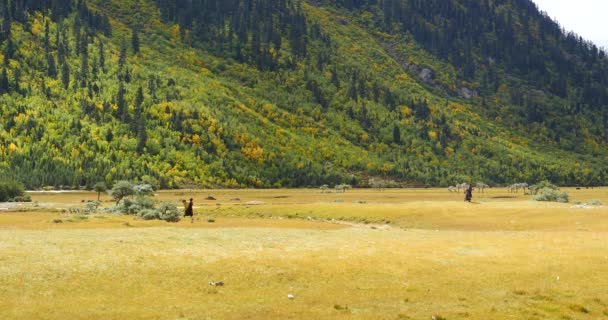 4 k tibet kvinna plocka upp dynga som bränsle vid foten av berget & gräsmark. — Stockvideo