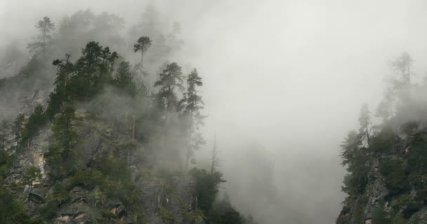 4k brume de montagne intemporelle se levant le matin, arbres de brouillard, Bomi County, Tibet .