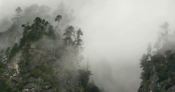 4 k timelapse hegyi köd emelkedik a reggel köd fák, Bomi megye, tibet. — Stock videók