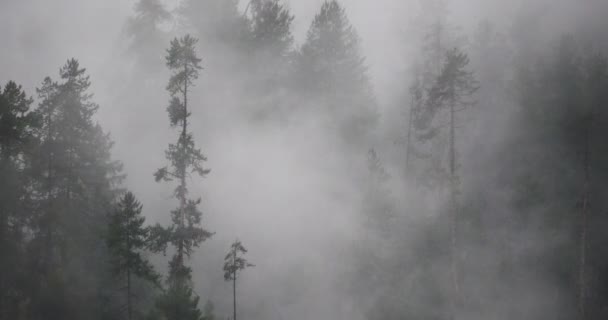 4 k timelapse berg mist stijgt in de ochtend mist bomen, County Bomi, tibet. — Stockvideo