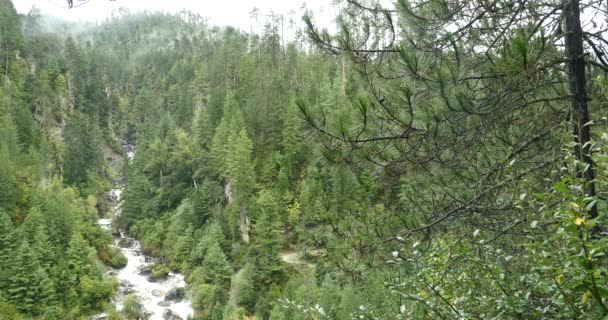 4k Waterfall flowing in the valley,Green conifers,Bomi County,tibet. — Stock Video