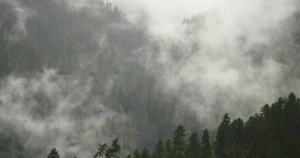 4k Bergnebel am Morgen, Nebelbäume, Bomi County, Tibet. — Stockvideo