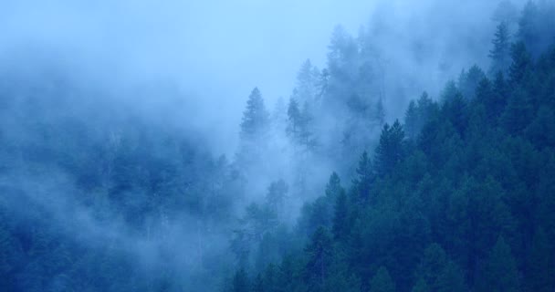 朝は、上昇している 4 k 山霧霧木、Bomi 郡、チベット. — ストック動画