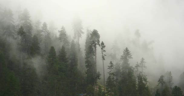 Ανατέλλει το πρωί, το 4 k βουνό ομίχλη ομίχλη δέντρα, Bomi County, Θιβέτ. — Αρχείο Βίντεο