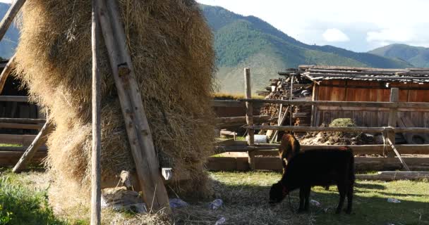 4k Forraje de invierno y vaca en casa y patio del Tíbet, nube blanca en el cielo . — Vídeos de Stock