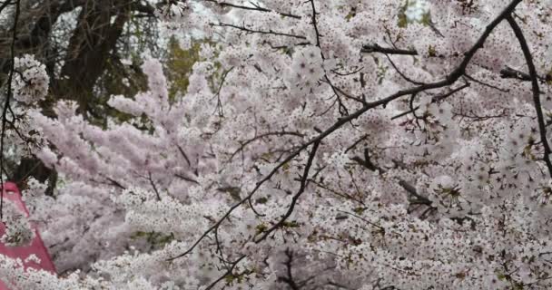 4k sakura, belles fleurs de cerisier tremblent dans le vent . — Video