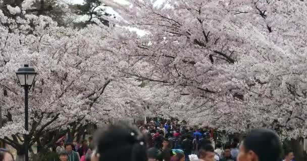 China-Apr 08,2017: 4k tourists to view sakura, cherry blossoms festival in QingDao park, china . — стоковое видео