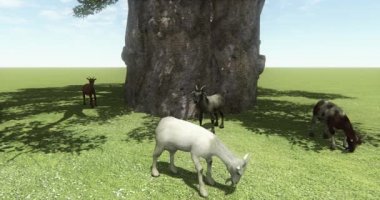 4 k dört koyun ya da ağaç, çiftlik hayvanları, hayvan altında çim yeme antilop.