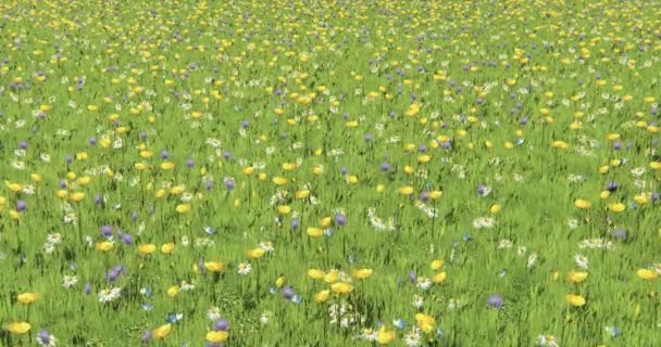 4k flor de color & hierba en el viento, paisaje natural . — Vídeos de Stock