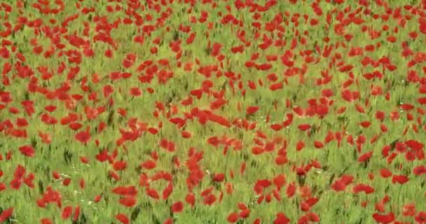 4k mariposa volando sobre la amapola roja y coquelicot en el viento, paisaje natural . — Vídeo de stock