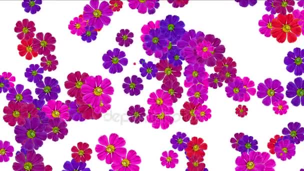 4 k Daisy bröllop bakgrund, wildflower blommönster växten blommar, vitalitet. — Stockvideo