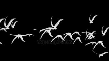 Göçmen kuşların hayvan arka plan üzerinde Kuşlar uçar güvercin 4k akın.