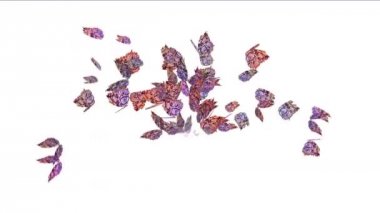 4k uçan kelebekler, doğa.