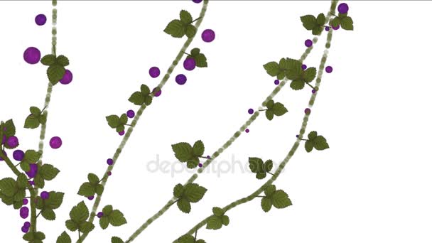4 k 成长春莓果树枝植被植物. — 图库视频影像