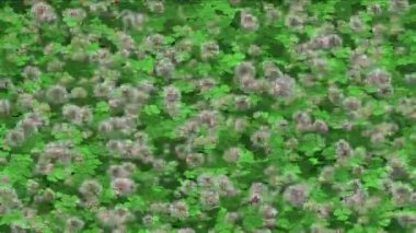 4 k yonca karahindiba çimlenme çim çimen bitki örtüsü bitki arka plan.