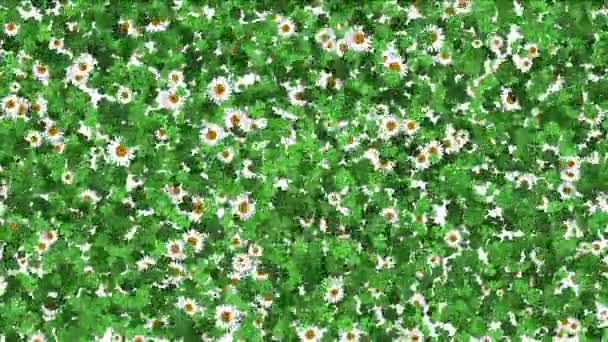 4 k Clover witte margriet plant vegetatie blad blad achtergrond. — Stockvideo