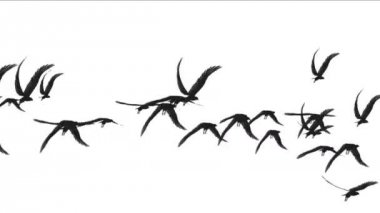 Göçmen kuşların hayvan arka plan üzerinde Kuşlar uçar güvercin 4k akın.