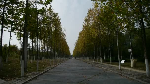 Largo camino a través del bosque, hojas amarillas que caen . — Vídeos de Stock