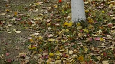 gövde arkasında yere düşen sarı yapraklar.