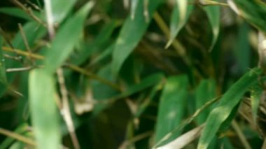 bambu, sakin bir atmosfer sallayarak Rüzgar.