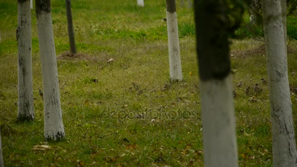 麻雀吃种子在目录林中的组. — 图库视频影像