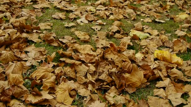 Chute de feuilles dorées pleines sur terre . — Video