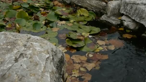 Lotusblatt im Teich, Steinstein und Schüttelwasser. — Stockvideo