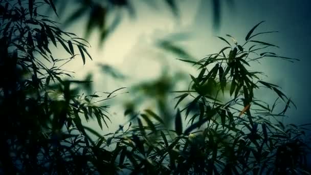 Wind shaking bamboo,quiet atmosphere in sunshine. — Stock Video