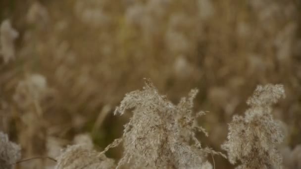 Juncos de rio no vento, agitando a natureza selvagem . — Vídeo de Stock