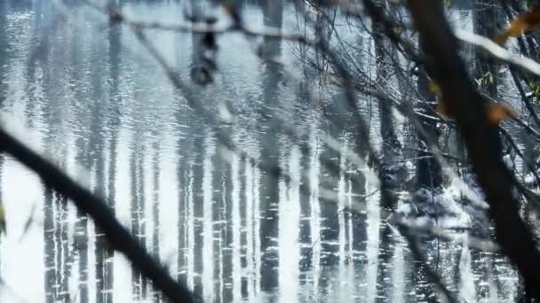 森林和分支反射在沼泽湿地水、 波光粼粼的波纹、 雪. — 图库视频影像